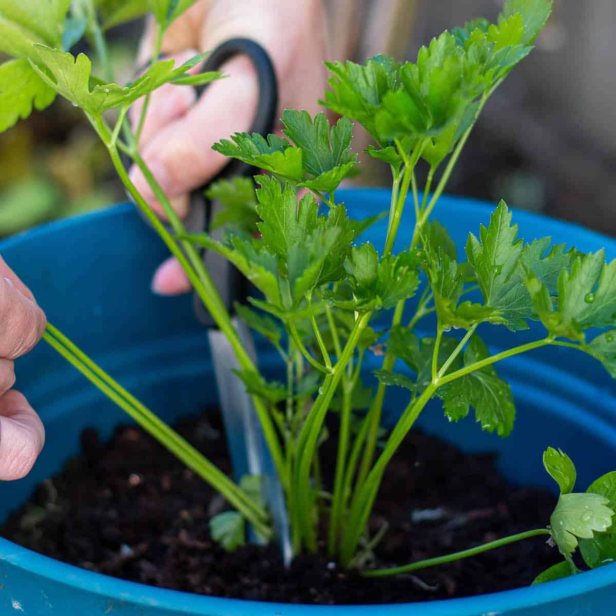 Parsley’i Bitkiden Nasıl Kesip Hasat Edilir?