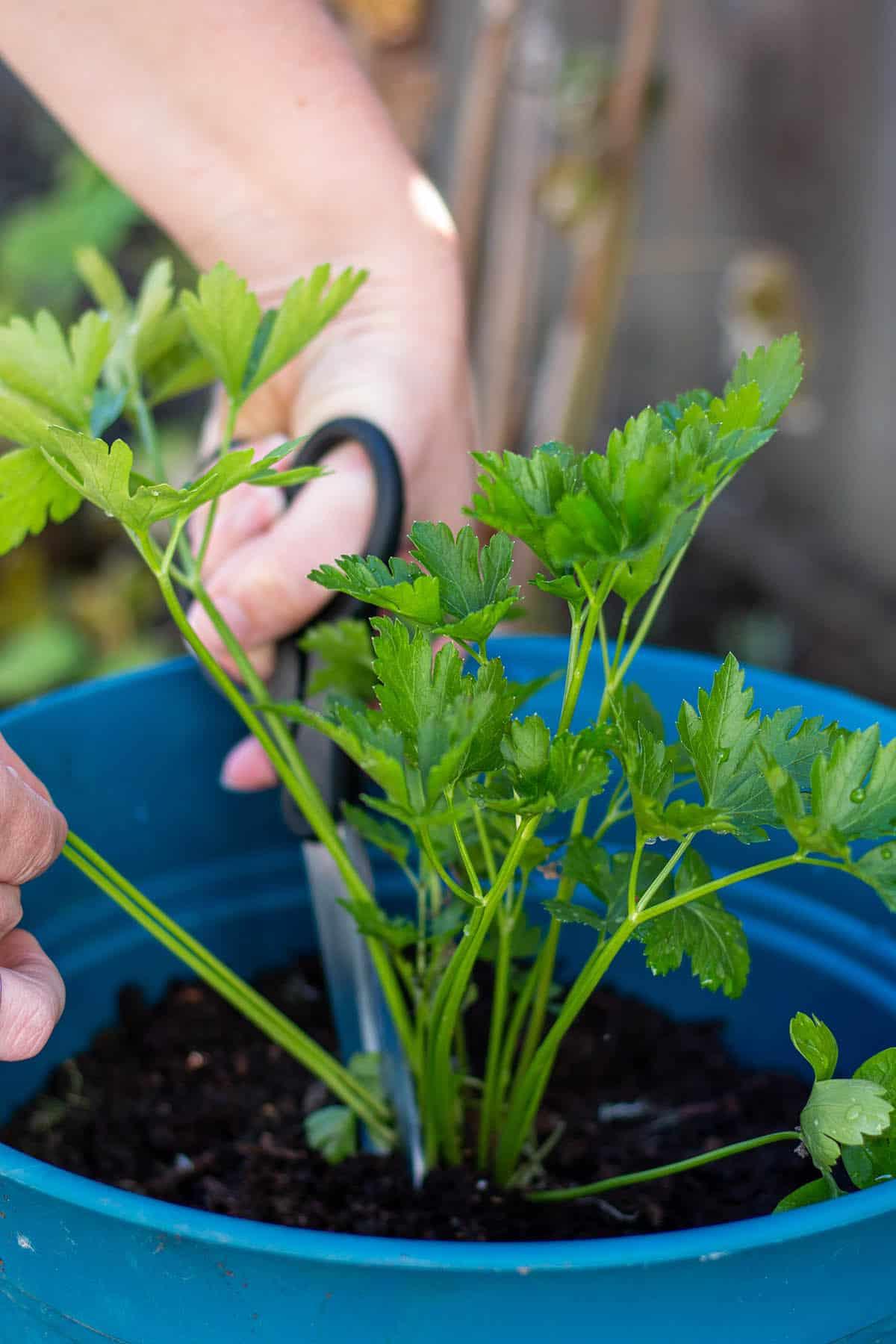 Two hands with scissors cutting parsley stalks from the plant.