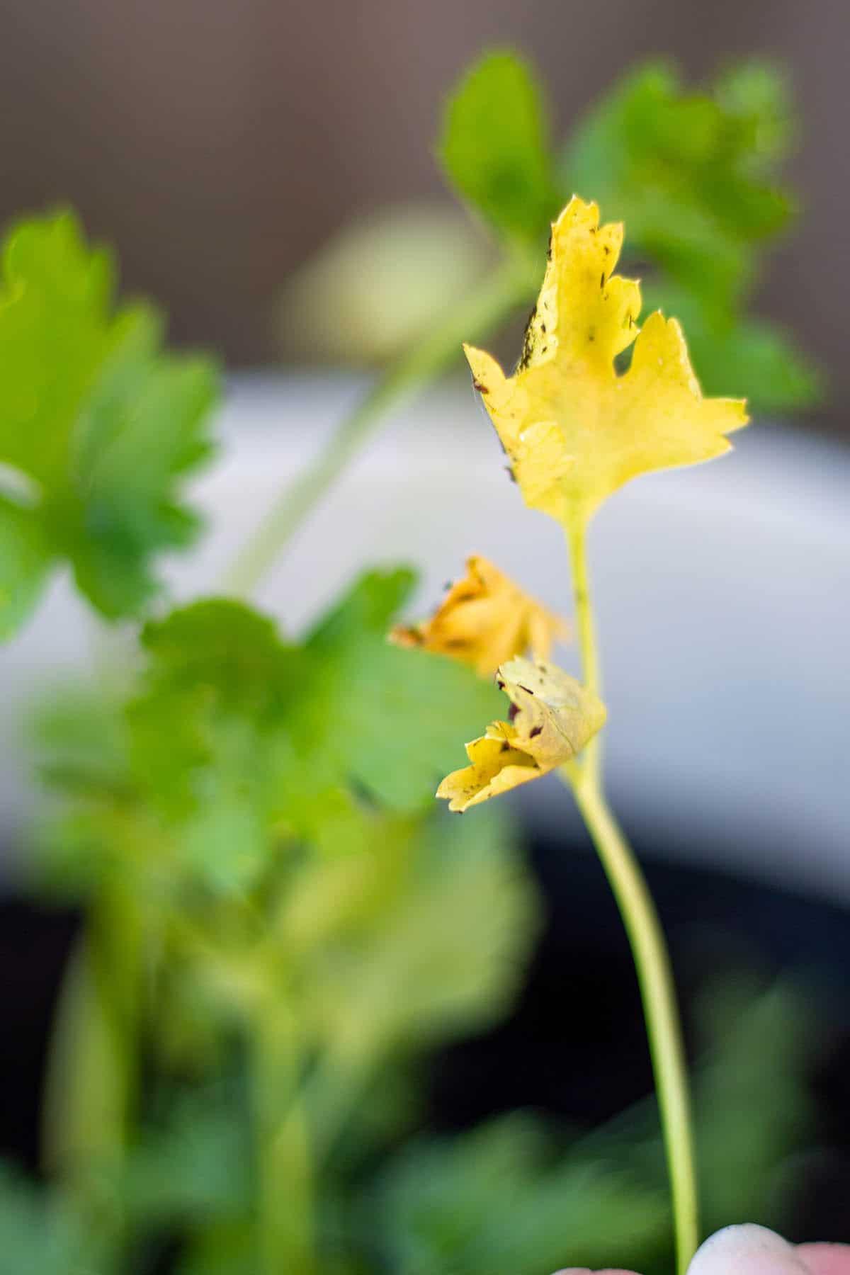 Parsley leaves that have turned yellow and no longer good.