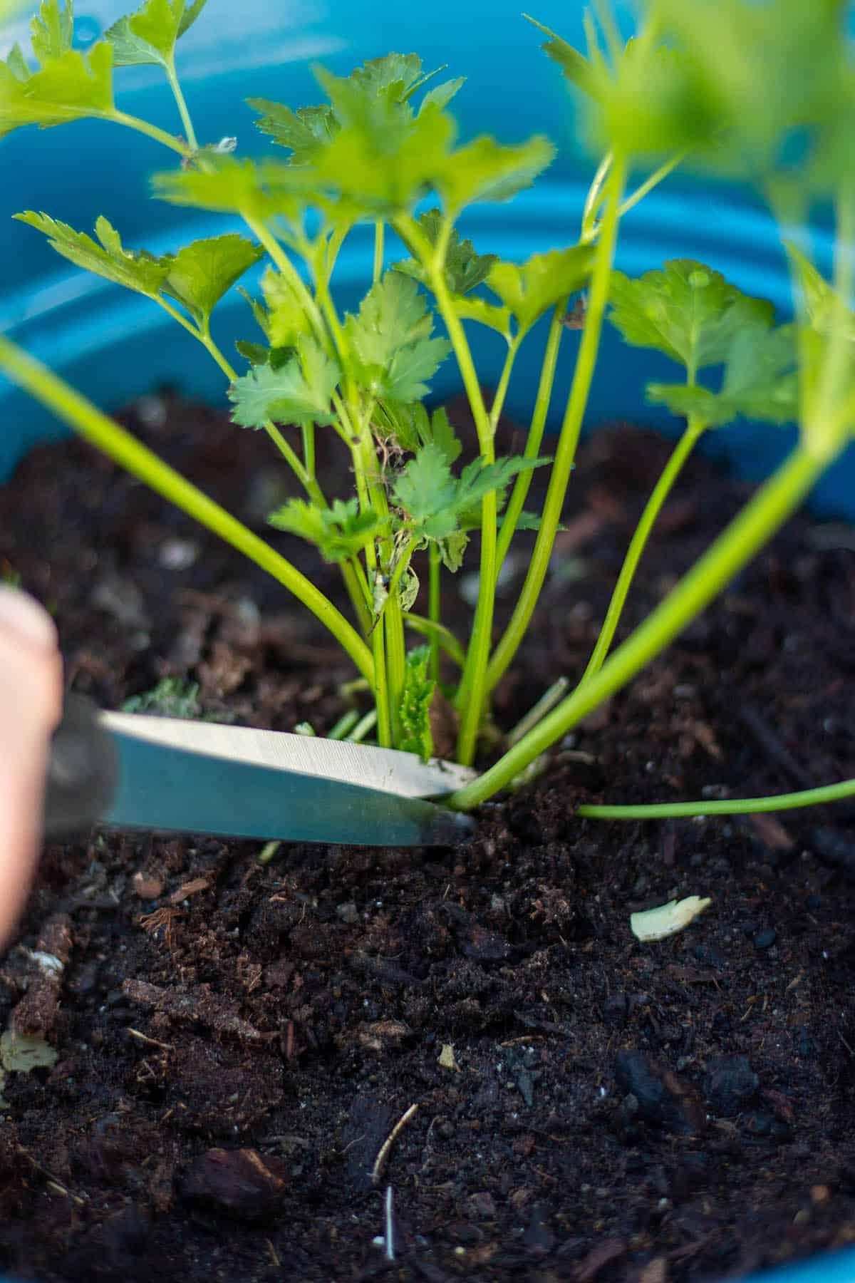 A pair of scissors cutting the bottom of a parsley stalk