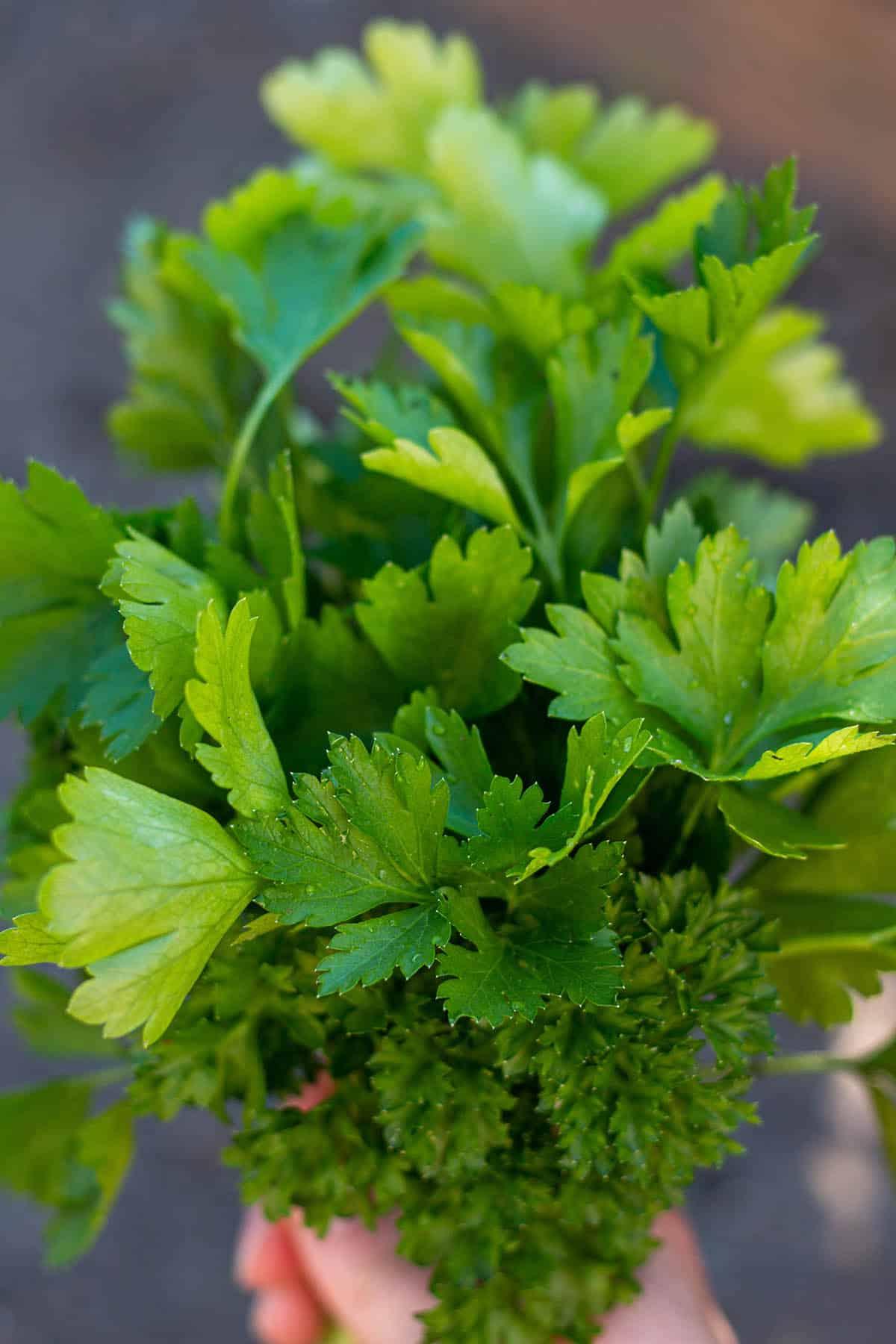 A bundle of flat and curly parsley.